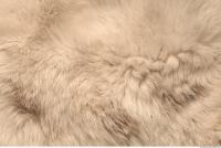 Photo Texture of Fabric Fur 0007